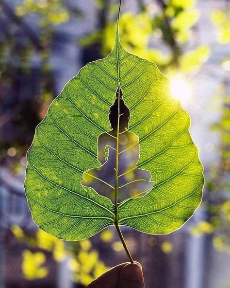 RETIROS EN LA NATURALEZA DE GALICIA PARA SANAR CUERPO Y  ALMA 